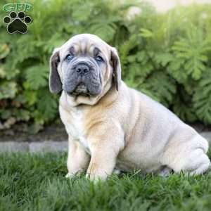 Iron, Cane Corso Puppy